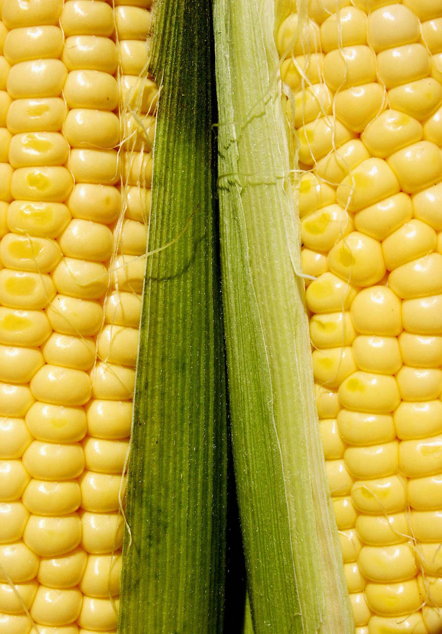 How To Cook Corn In The Husk: Microwave, Grill, Bake, Boil